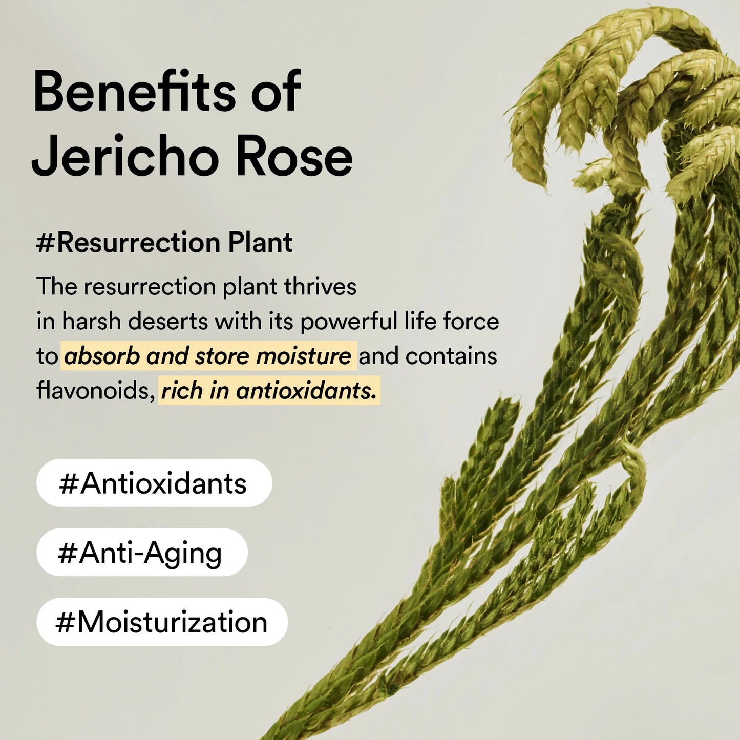 Abib - Collagen Eye Cream Jericho Rose Tube 30ml